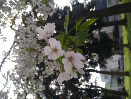 hana