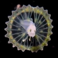 プリンパンパンポーン