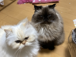 みんみ