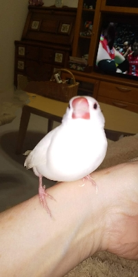 文鳥大好き