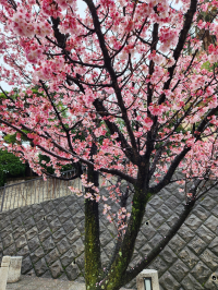 雀