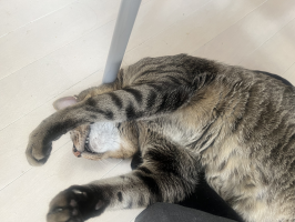 ゴッチ