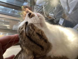 あぷ