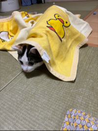 ころあゆくん