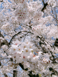 まーや