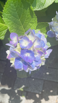 ミッキ