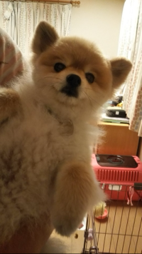 イヌー