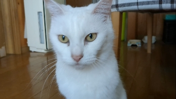 まめ