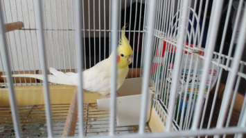 オカメインコのなっちゃん
