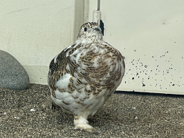 胡桃入りカネ餅
