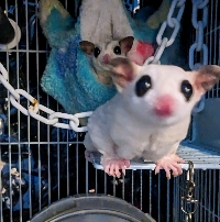 gigako