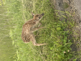 ちっち