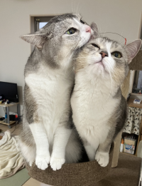 ゆっきー