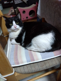 ともりん
