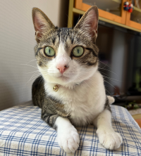 こなつりん