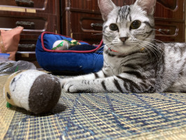 Nyanskiego