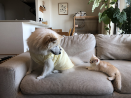 ともとも
