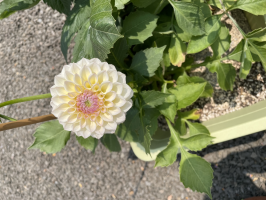 めぐどん