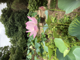 笑顔の天使