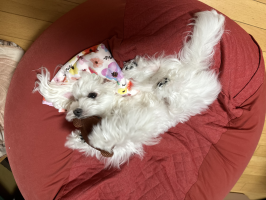 しーちゃん