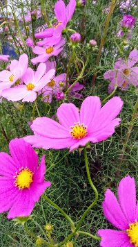 秋桜