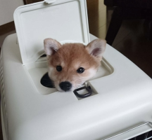 はる