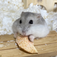 チワワ