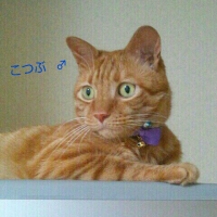 こつぶ