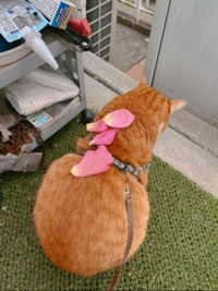 ねこ