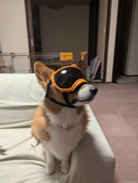 むぎ