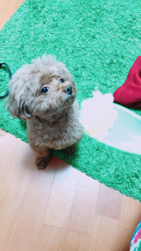 ちぇろちゃん