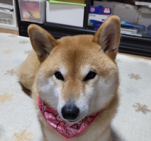 あき