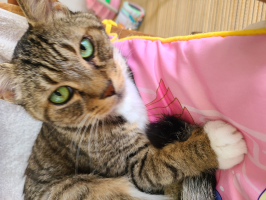 ちゃんさん