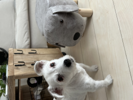 ちゃと