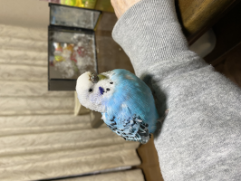 パダくん