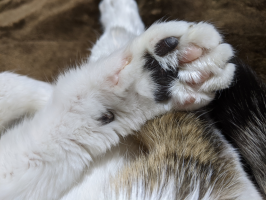 なのこ