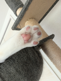 キヨ