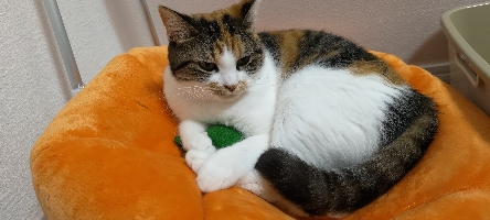 あごまん