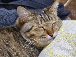 ポン