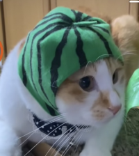 にゃんた