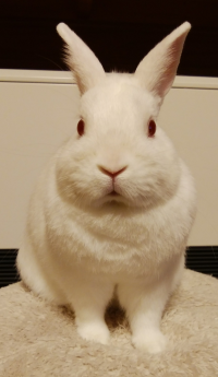 まゆ