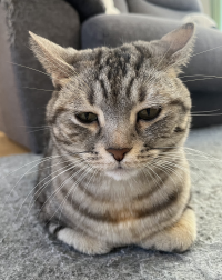 ちみみ