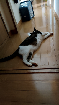 にゃんこ