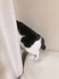ぺこちゃん