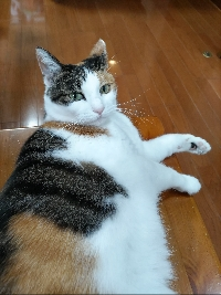 やえゆき