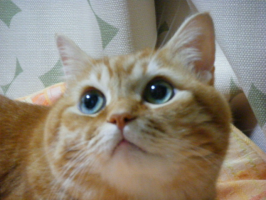 ハイキュー34