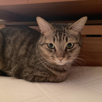 ゆり猫