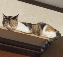 はろ