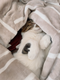 あおい
