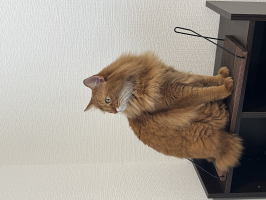 モナ